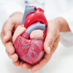 Heart model in hands